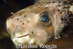 Smile for the camera!  Love the eyes! by Larissa Roorda 